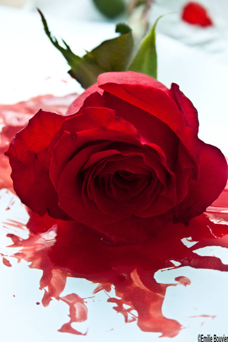 Красные розы. Любовь кровавые цветы