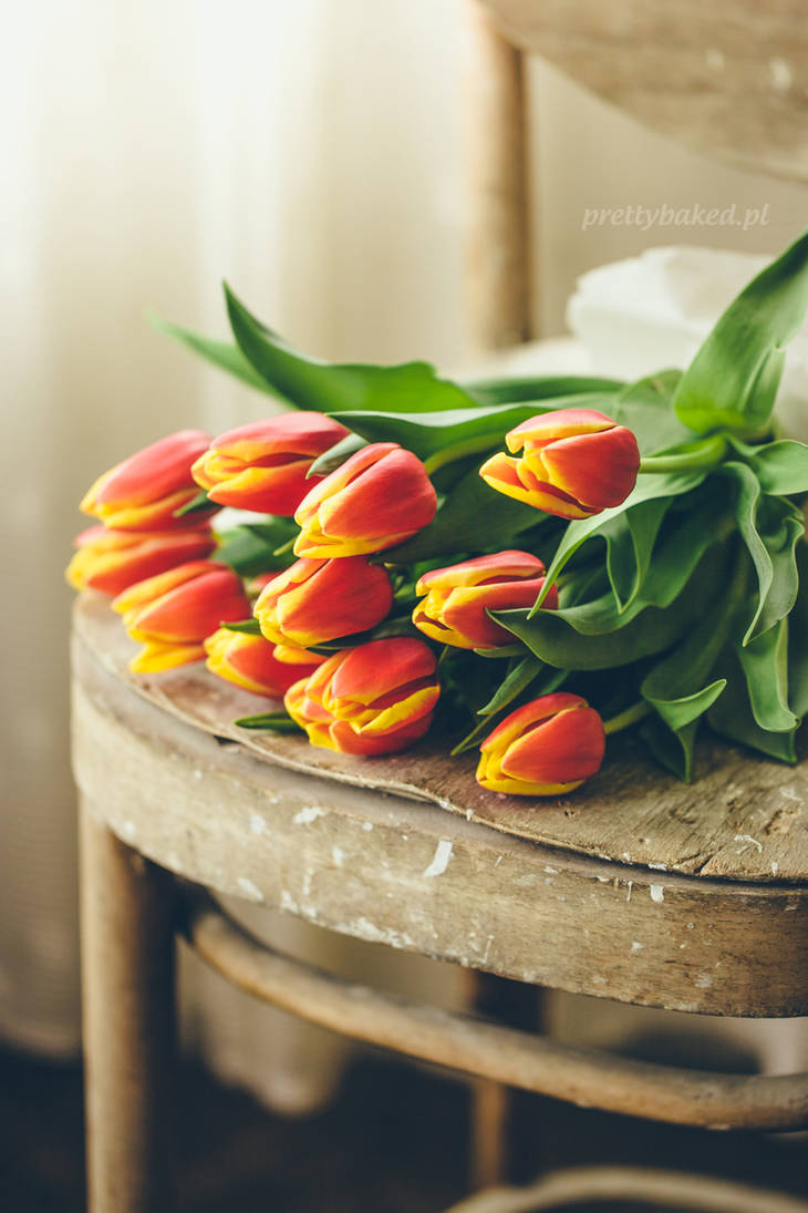 Tulips by absentiae