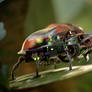 Robo Beetle