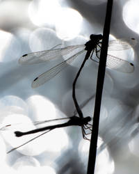 Agrion Lovers