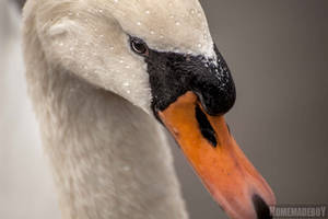 Il suffira d'un cygne