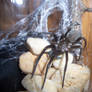 Southern House Spider (Kukulcania hibernalis)