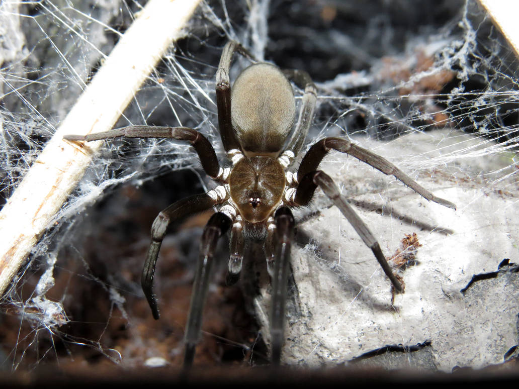 Spiders pictures. Kukulcania hibernalis. Паук животное. Жилище паука. Северный паук животное.