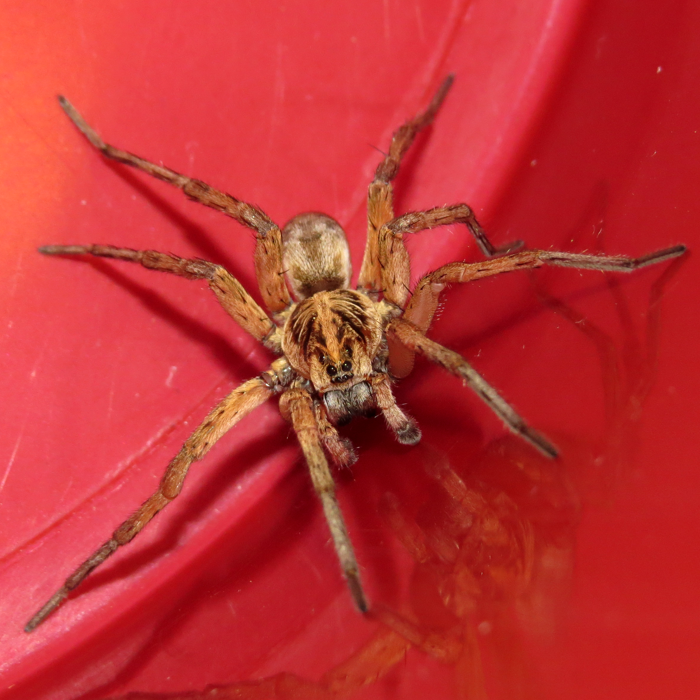 Male Wolf Spider (Hogna lenta)