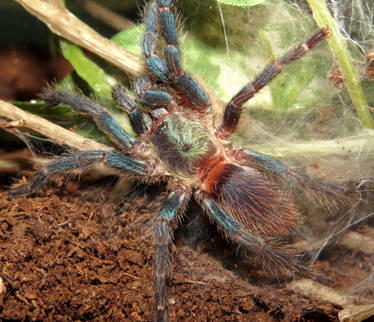 A Handsome Dandy (Dolichothele diamantinensis)