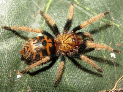 The Tarantula With the Tiger Tattoo