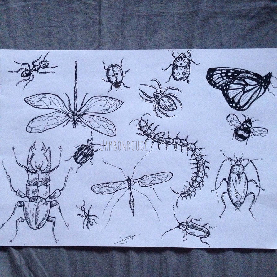 Junix Insect Drawing Insect by BrutalxCrash on DeviantArt