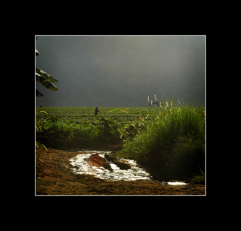 ricefield