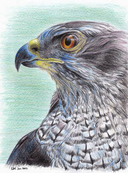 goshawk side-face III