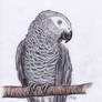 african grey study