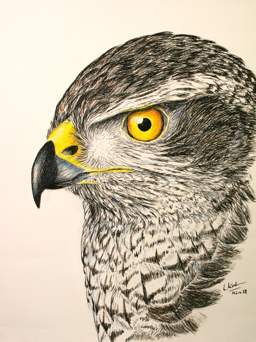 Goshawk Sunja