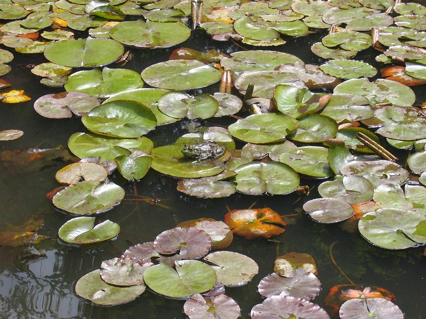 Frog Lilly Pond