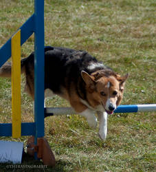 Dog Agility 02