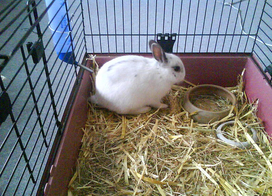 Felix, my rabbit by bttfmjffan on DeviantArt