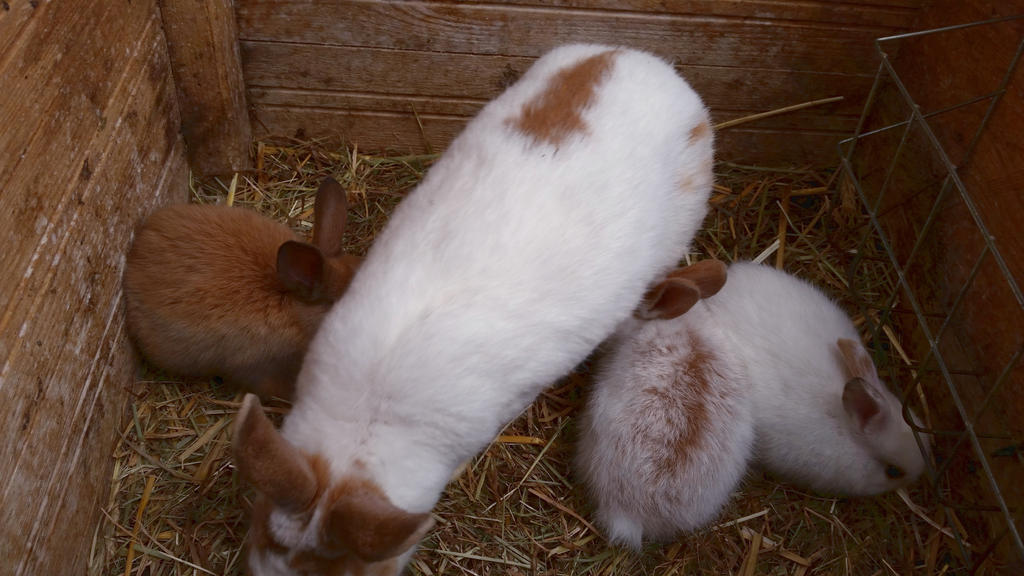 Rabbits 29 by bttfmjffan on DeviantArt