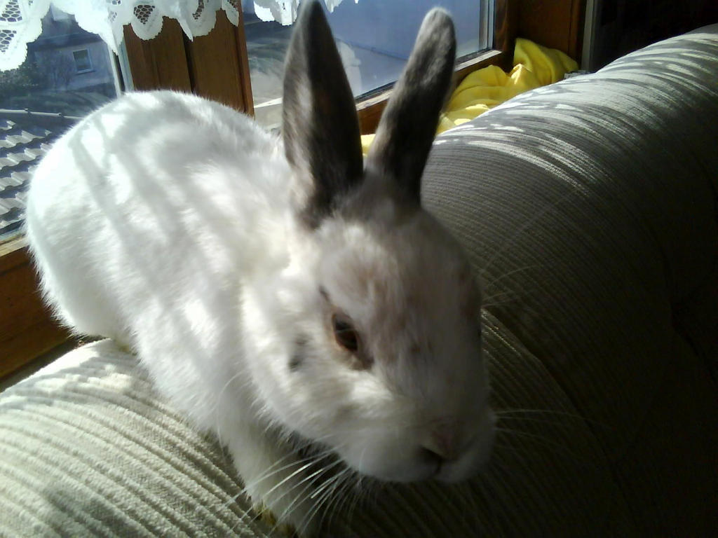 Felix 58 by bttfmjffan on DeviantArt