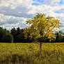 Fields of Gold