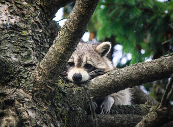 Raccoon Capital of Adorableness