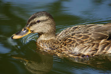 A duck and his reflection