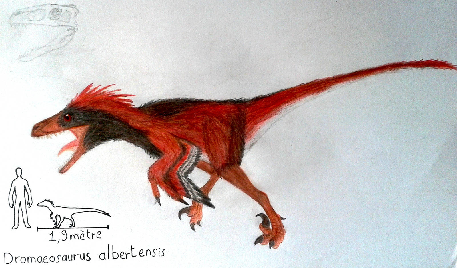Dromaeosaurus albertensis by ZeWqt