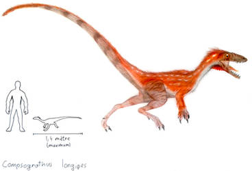 Compsognathus longipes