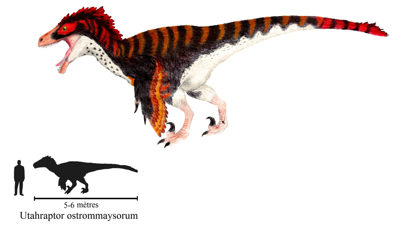 Utaraptor Utahraptor ostrommaysorum by ZeWqt on DeviantArt