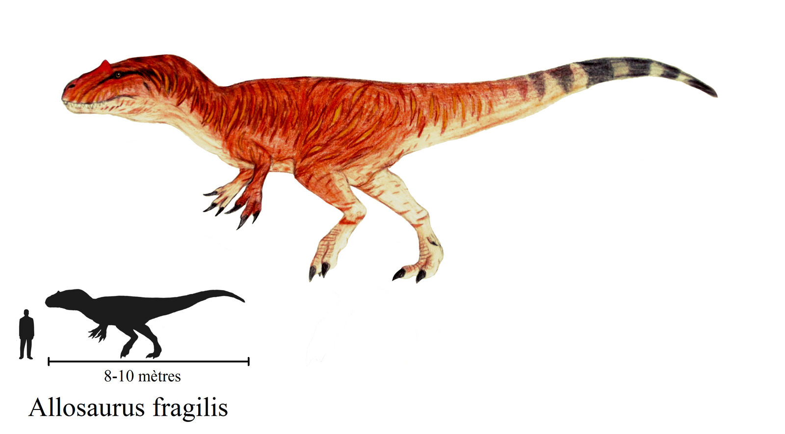 Allosaurus fragilis