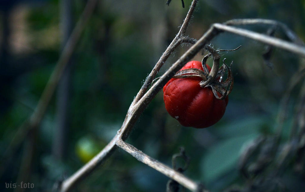 La Tomatina