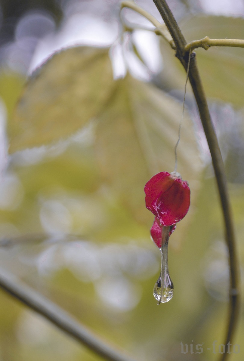 After a rain