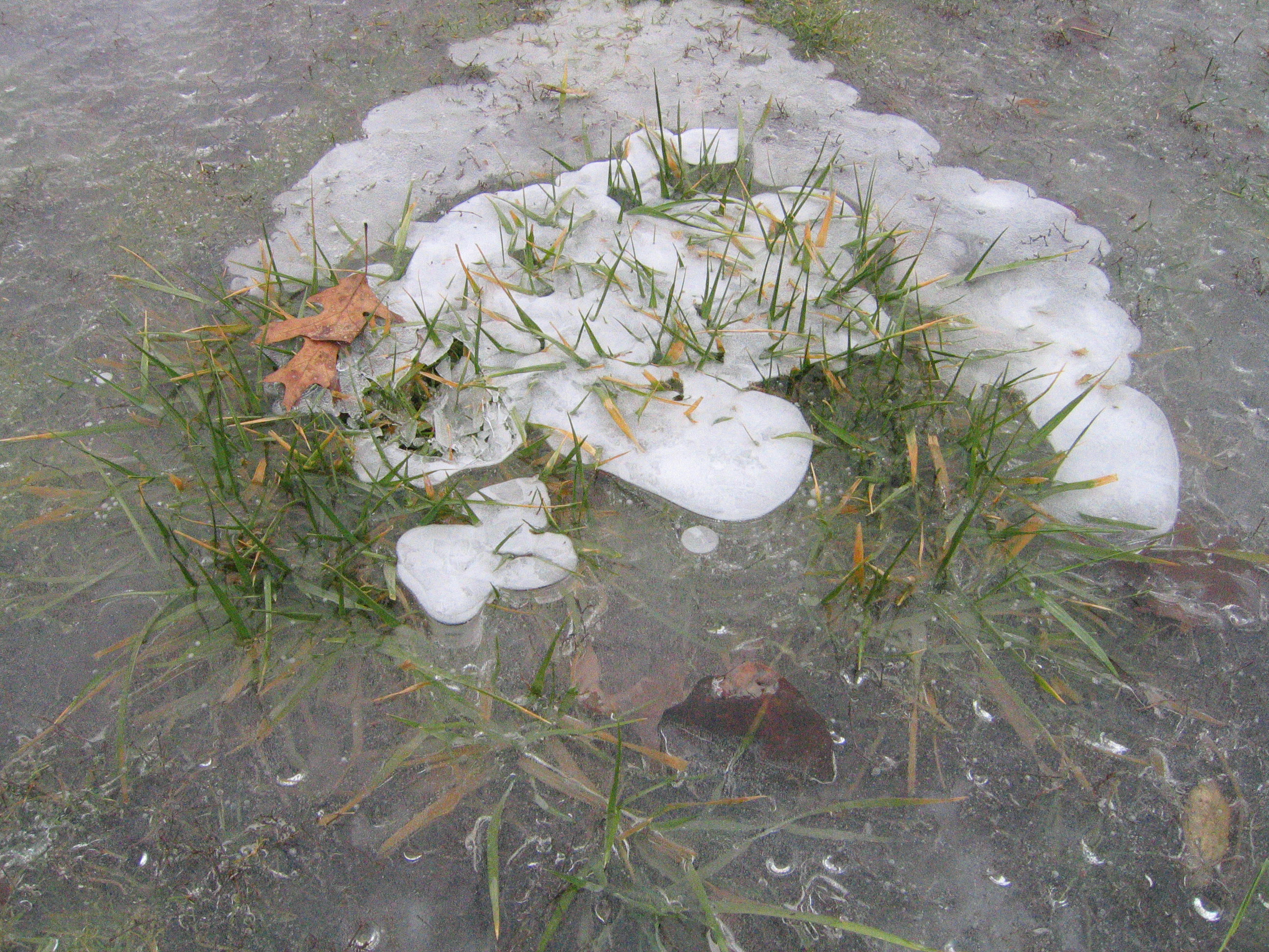 iced grass 1