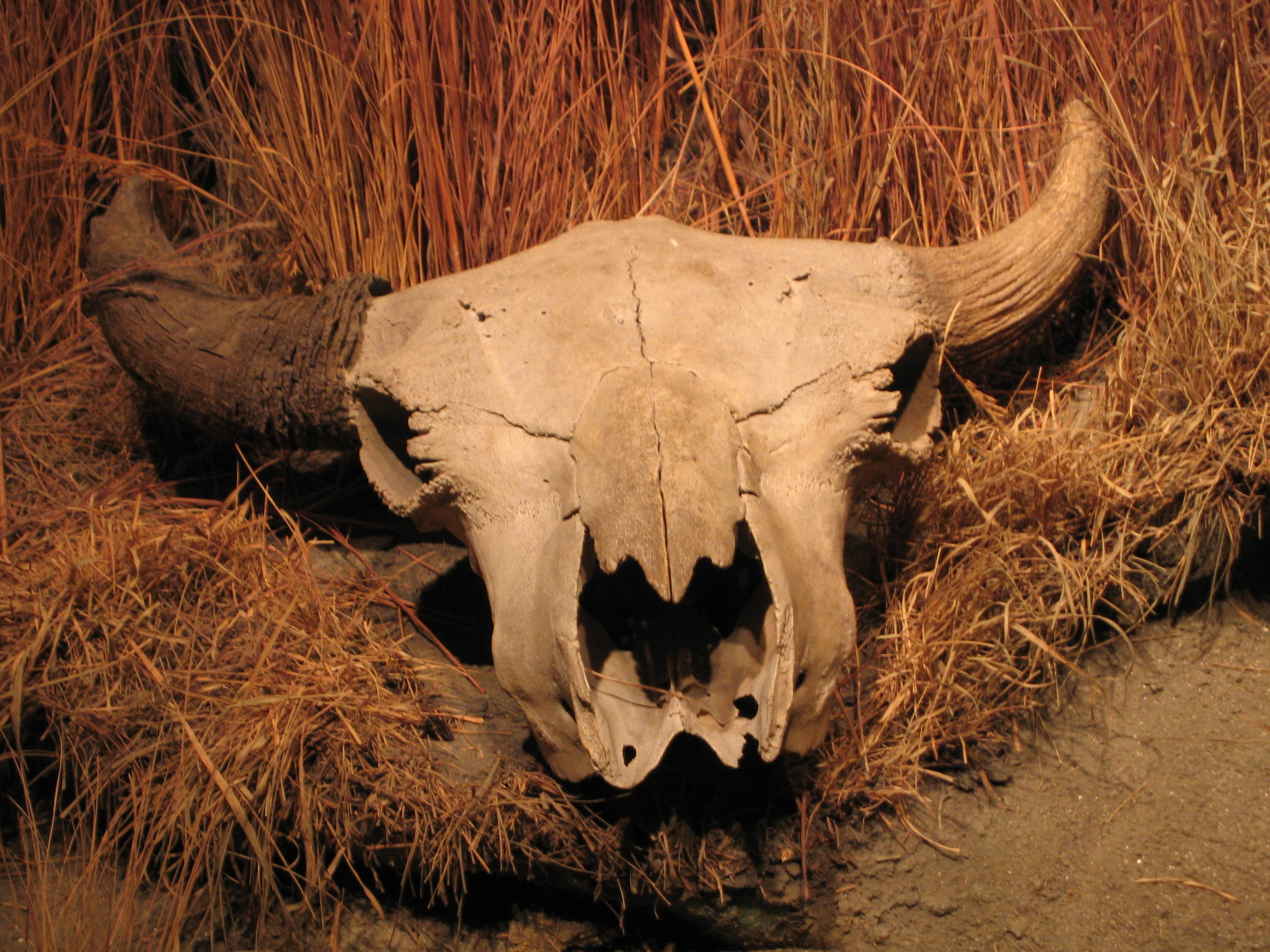 Skull