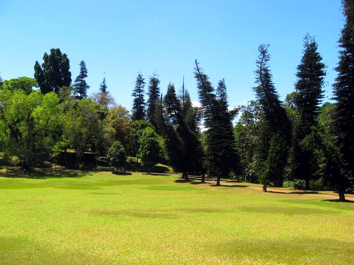 curved trees