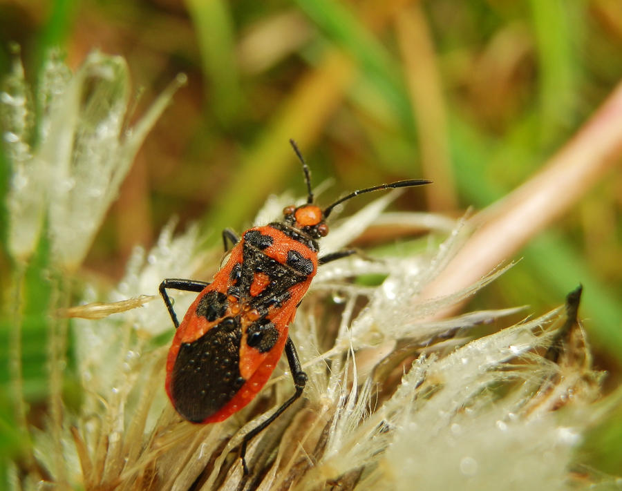 Firebug by Celle13 on DeviantArt