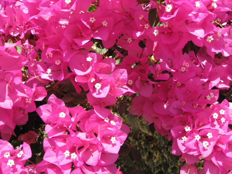 Pink Flowers II