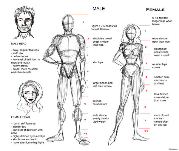 Proportion Guide