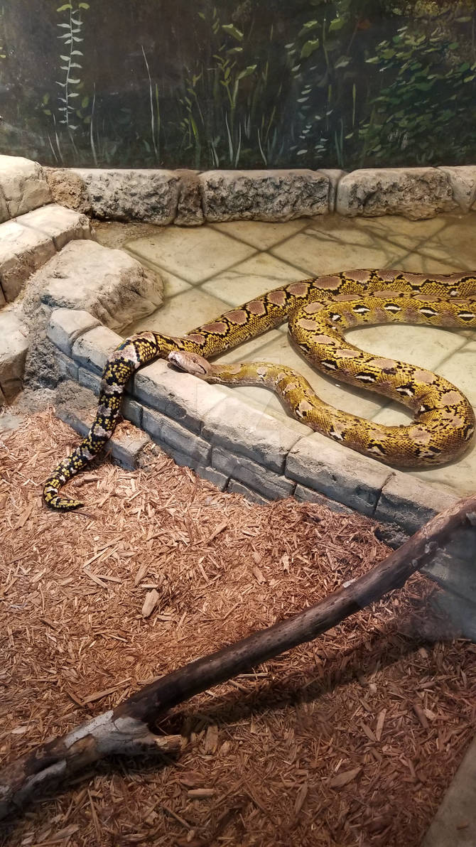 Reticulated Python by somaticstress on DeviantArt