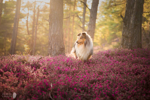 Pongo in moorland