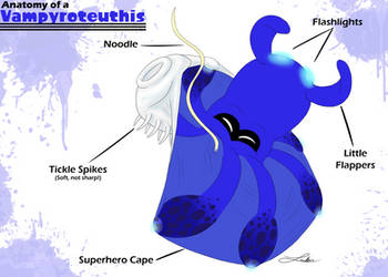 Vampyroteuthis Anatomy