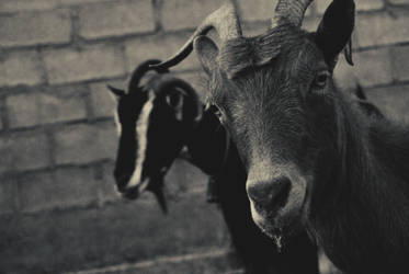 ''Goats''