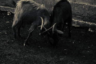 ''In the Shadow of the Horns''