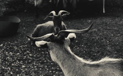 ''In the Shadow of the Horns''