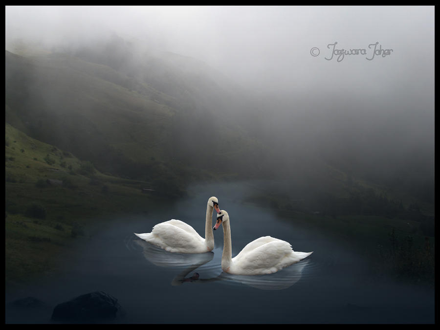 a misty swim together