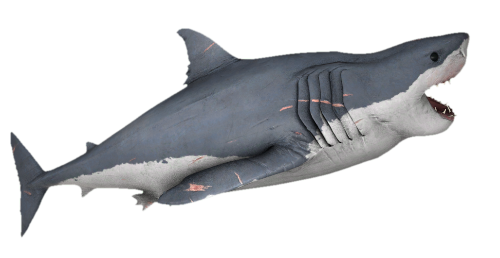 Angled shark hot sale