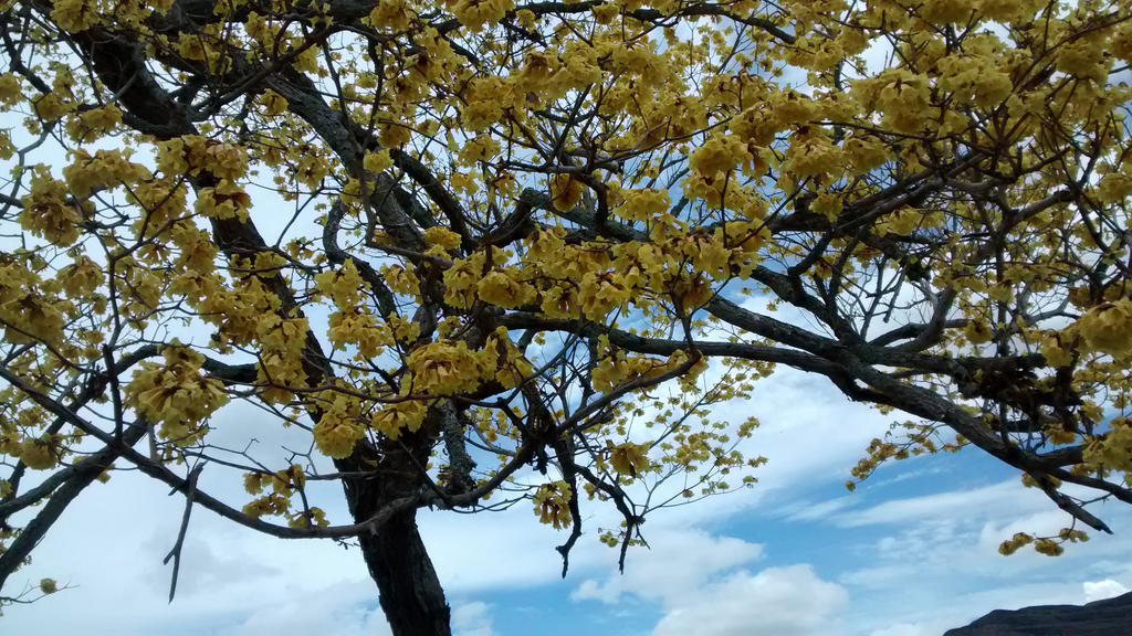 Tree Onchilla Chicala tree flowering by 787DreamerBear on DeviantArt