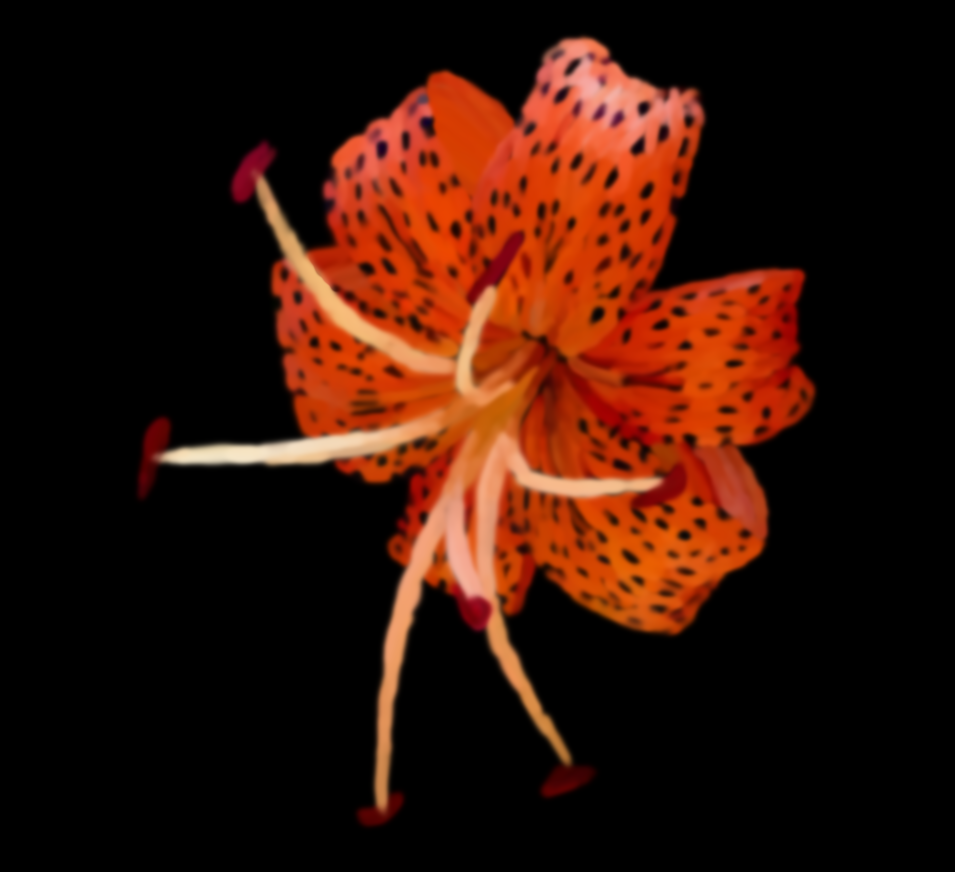 Tiger Lily