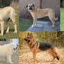 Dog Breed - American Alsatian