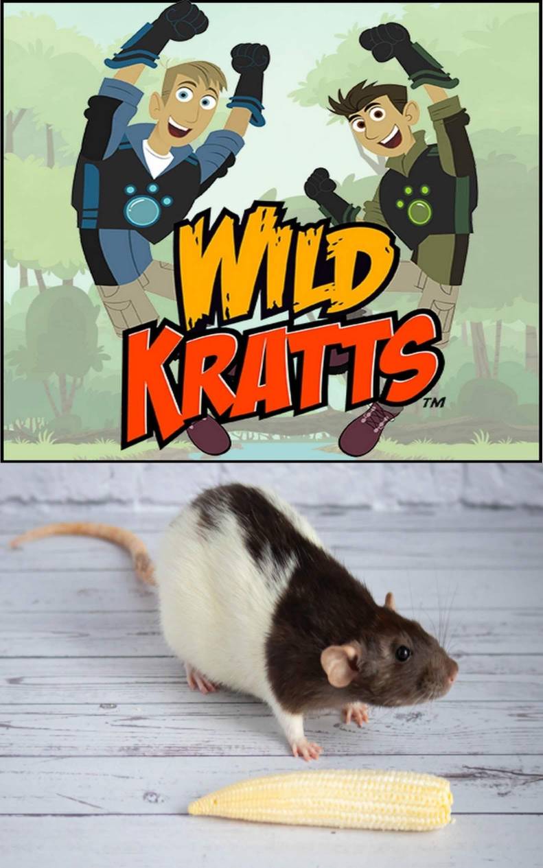 Rat Wikd The Wild Kratts Learn About the Rat by sirjosh9 on DeviantArt