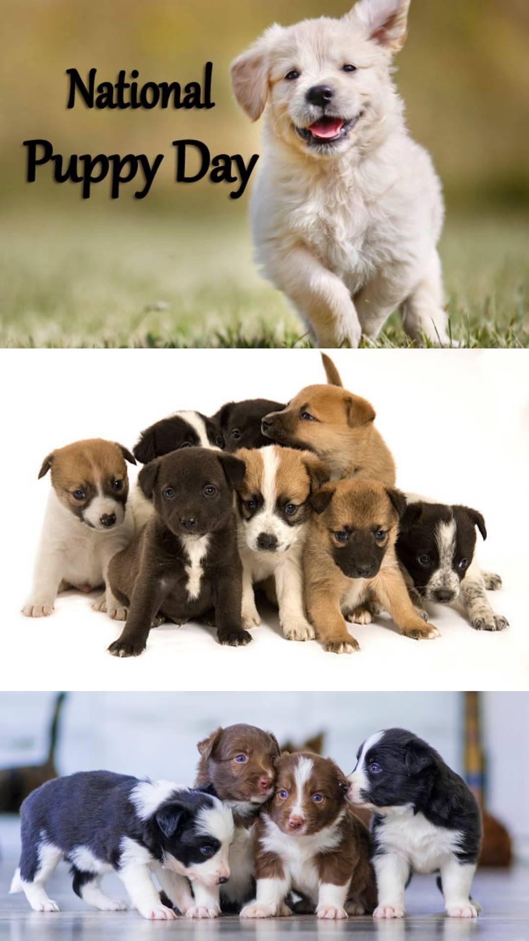 Happy National Puppy Day by sirjosh9 on DeviantArt