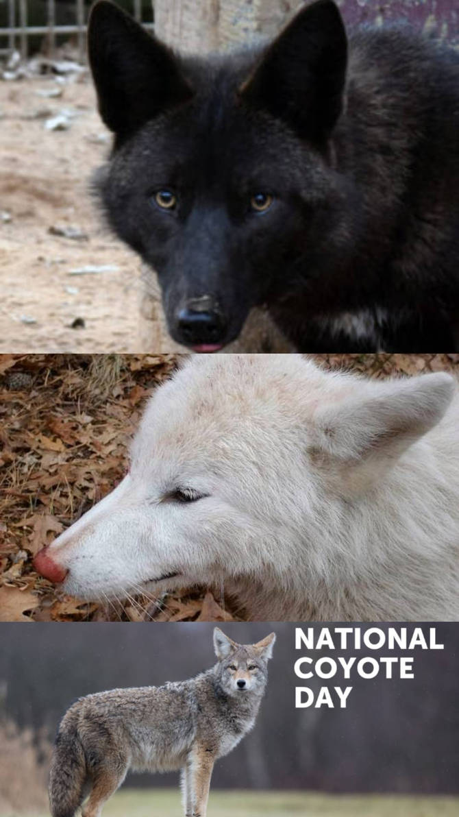 National Coyote Day by sirjosh9 on DeviantArt