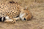 Sleeping Cheetah by 0Iluvater0